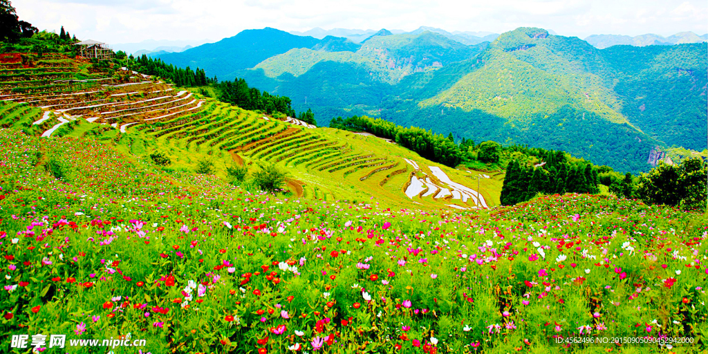 鲜花