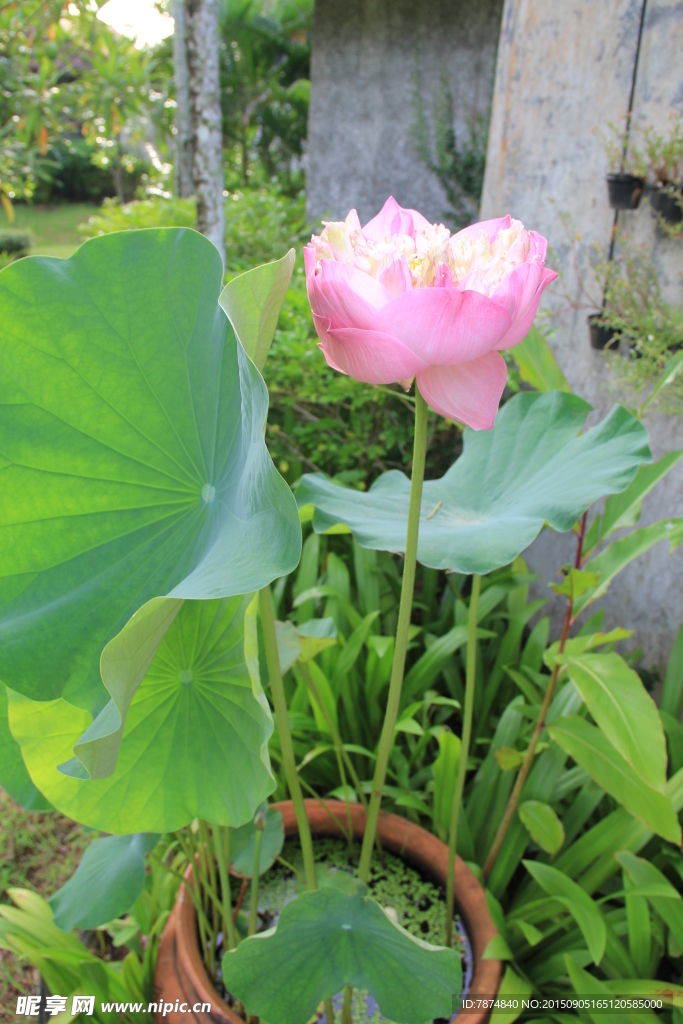 鲜花