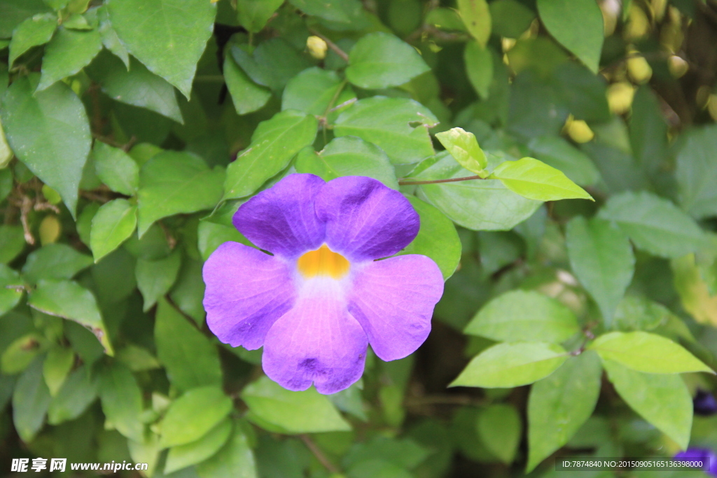 鲜花