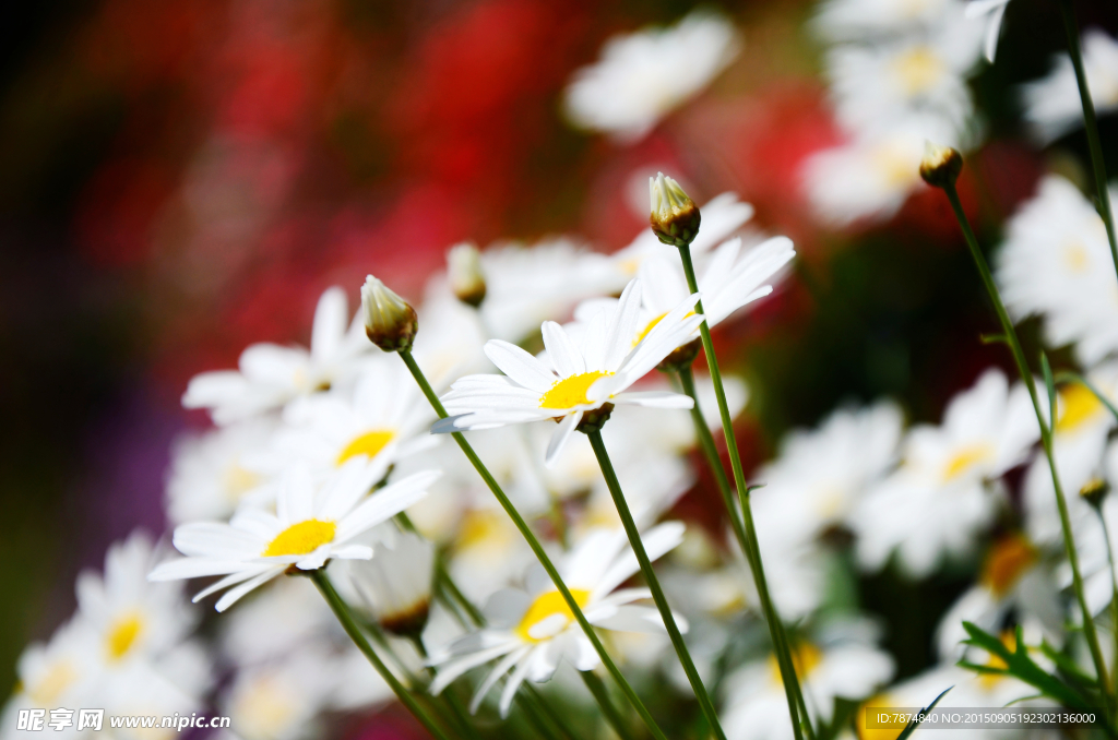 鲜花