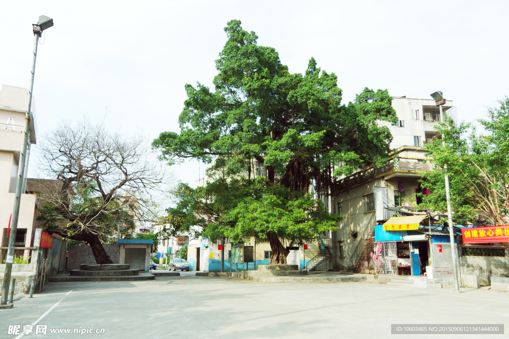 城市广场 老街古木