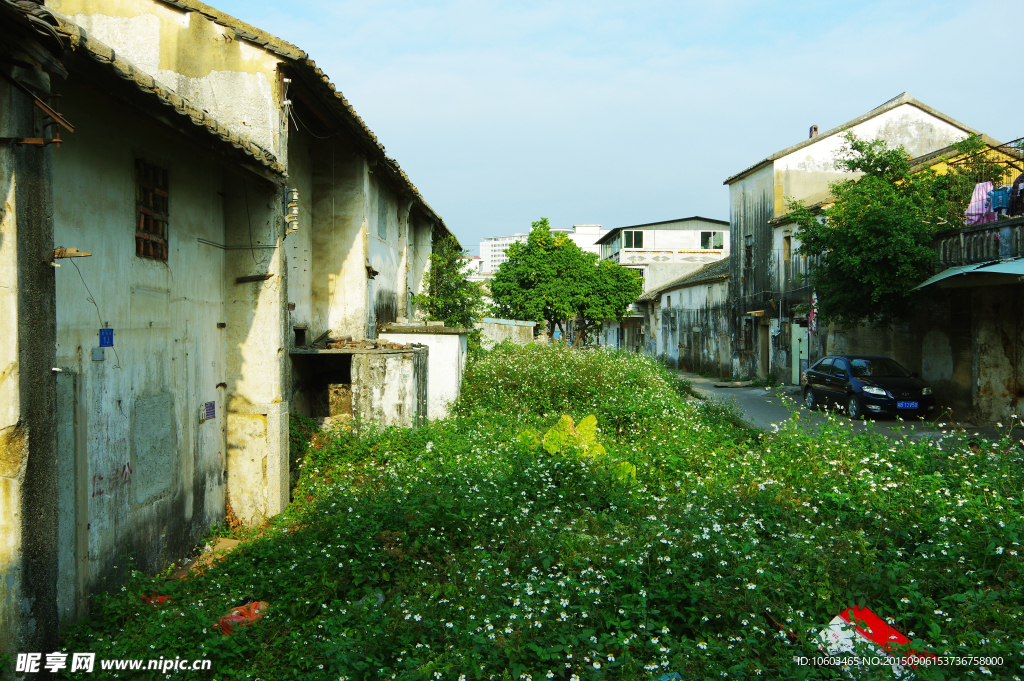 城市野菊花