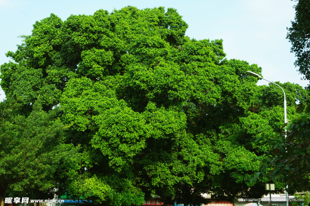 城市生态 百年榕树