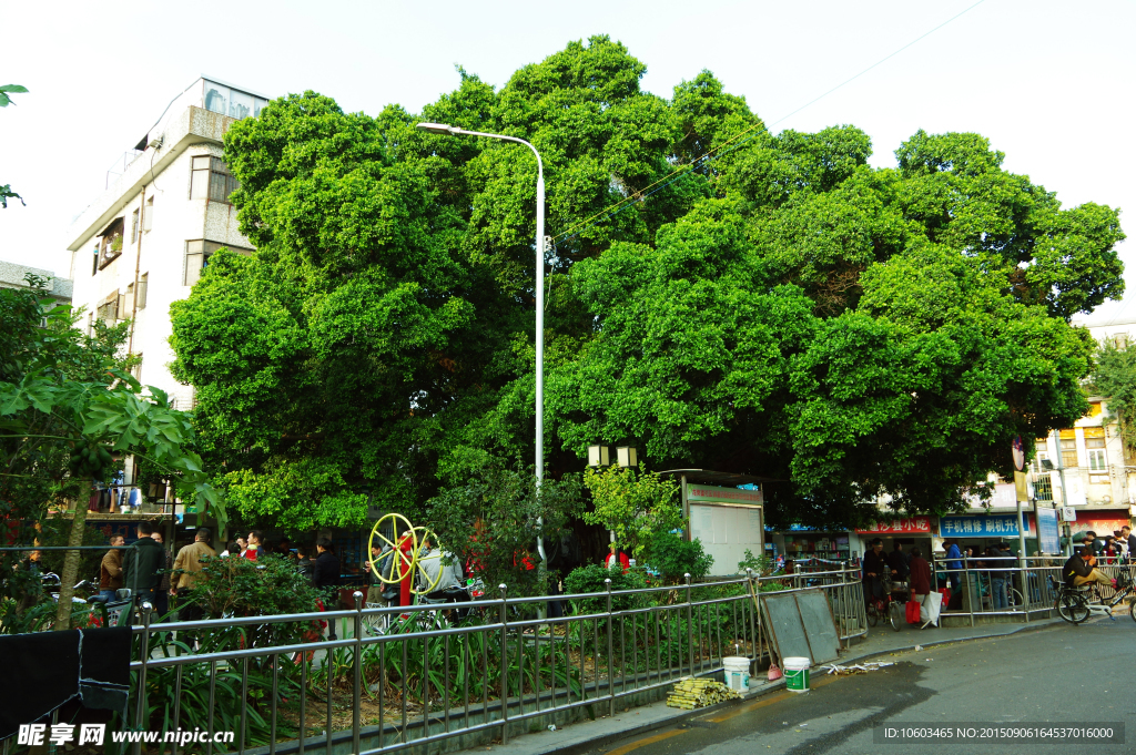 城市老街 百年古榕