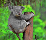 澳大利亚考拉 Koala