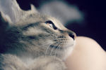 可爱小猫