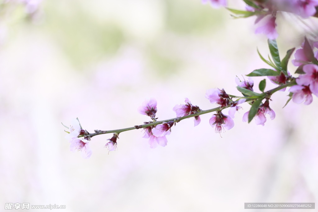 桃花