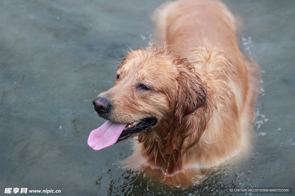 游泳的金毛犬