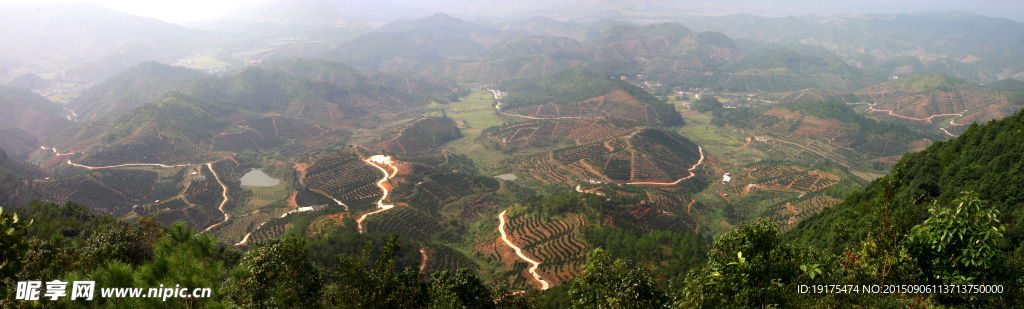 脐橙山