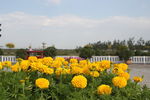 黄菊