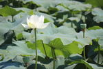 莲花
