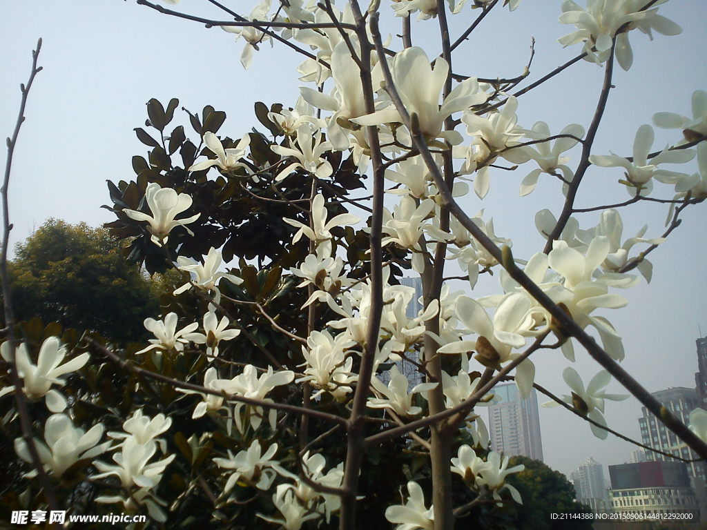 玉兰花