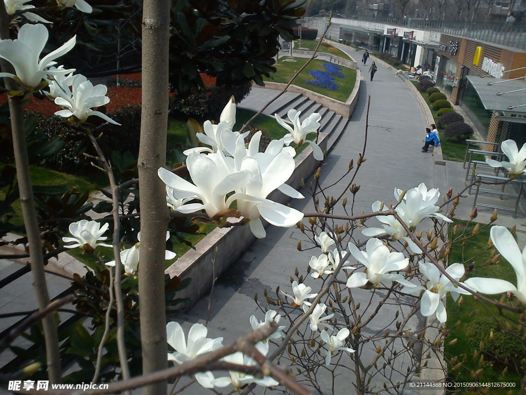 玉兰花
