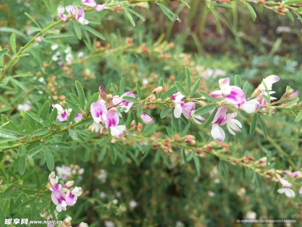 山间野花