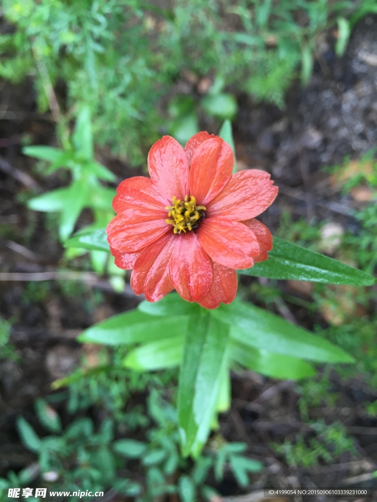 山间野花