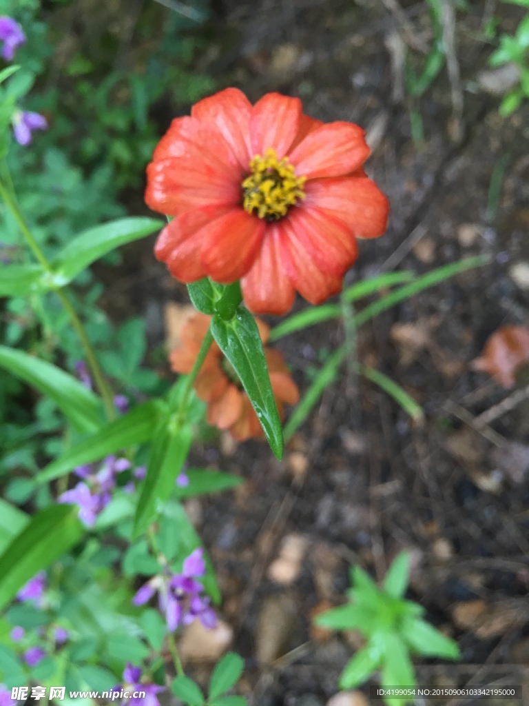 山间野花