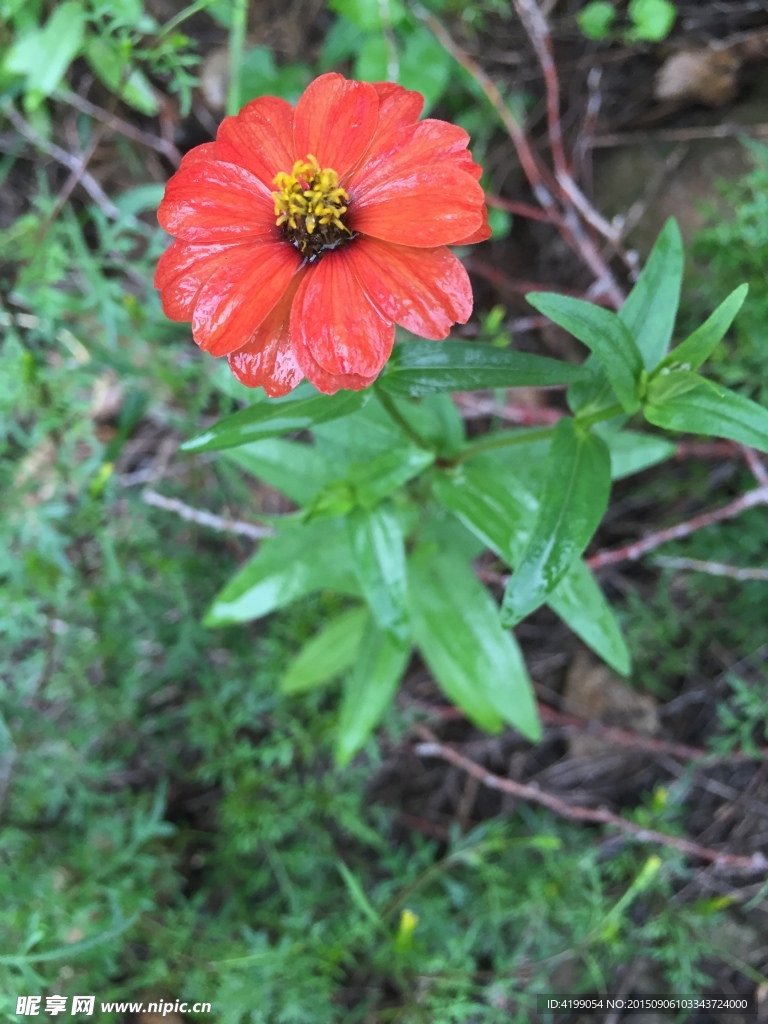 山间野花