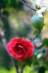 茶花