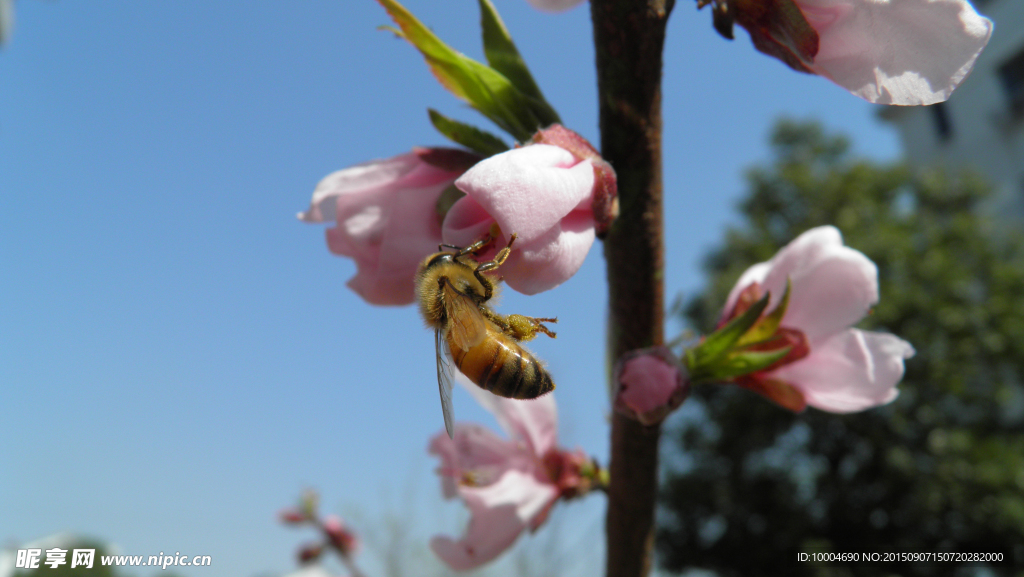 蜜蜂