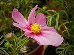 波斯菊