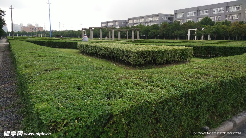 绿化家园