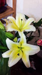 百合花