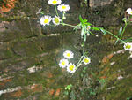 野生小雏菊