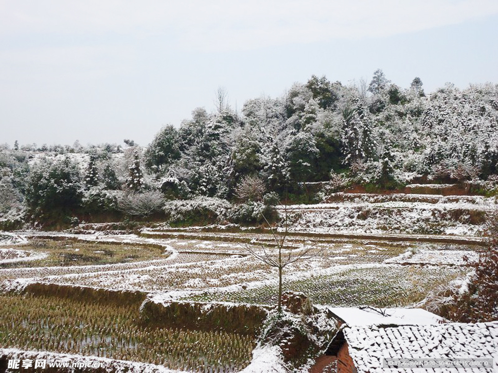 美丽雪景 农村雪景