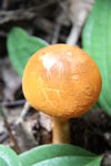 野生蘑菇