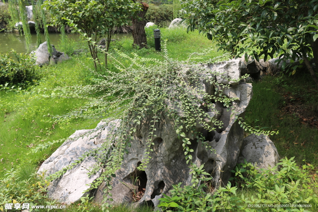 石头 石生植物