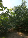 核桃树林