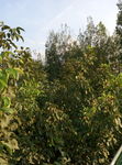核桃树