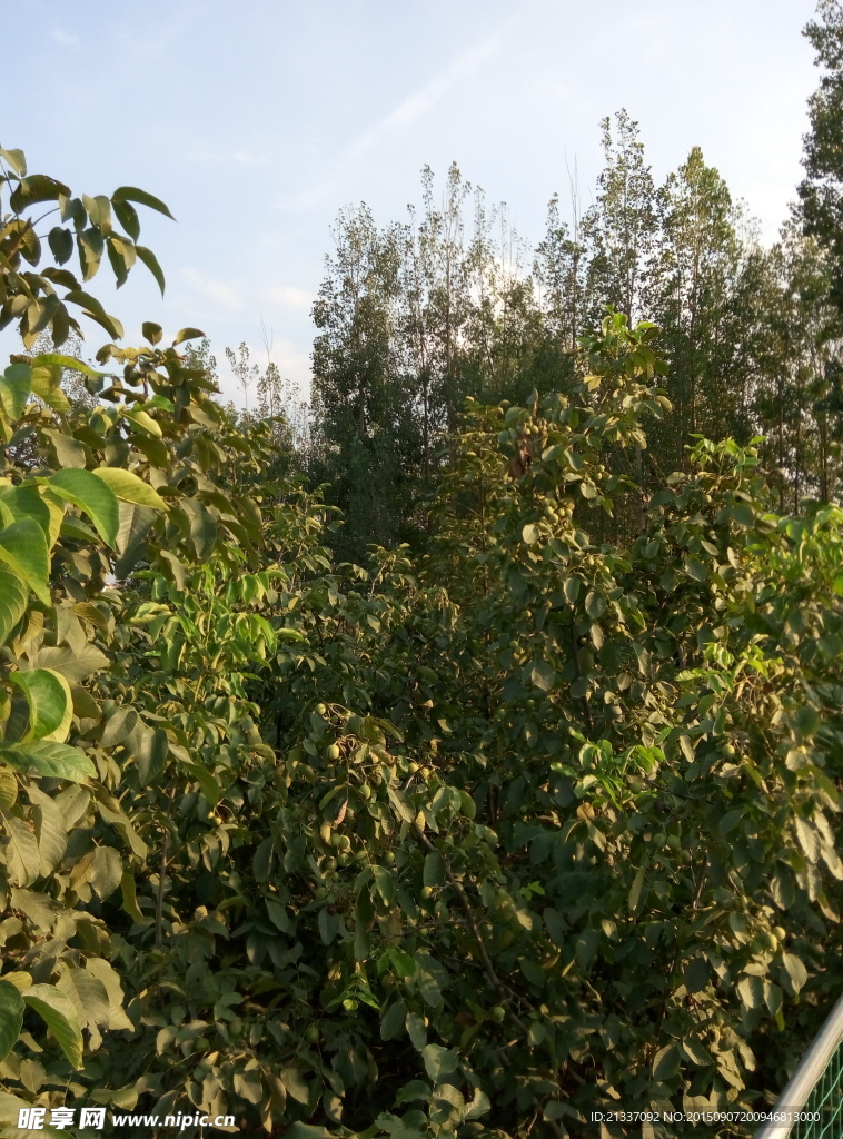 核桃树