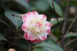 茶花