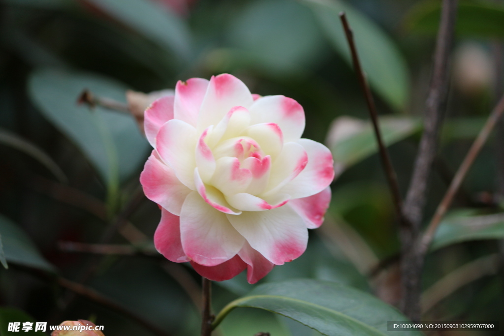 茶花