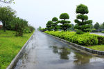 公路隔离带绿化