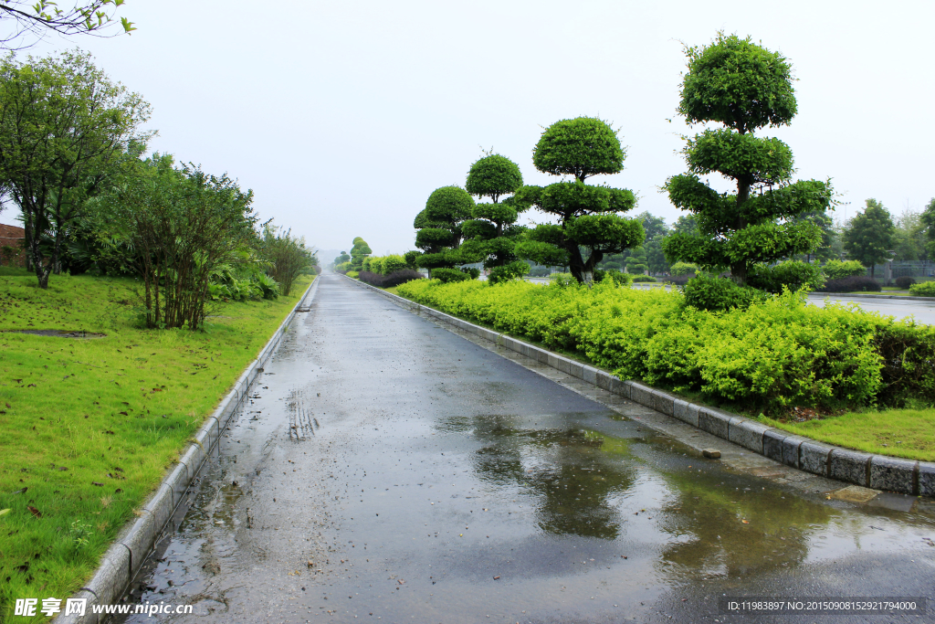 公路隔离带绿化