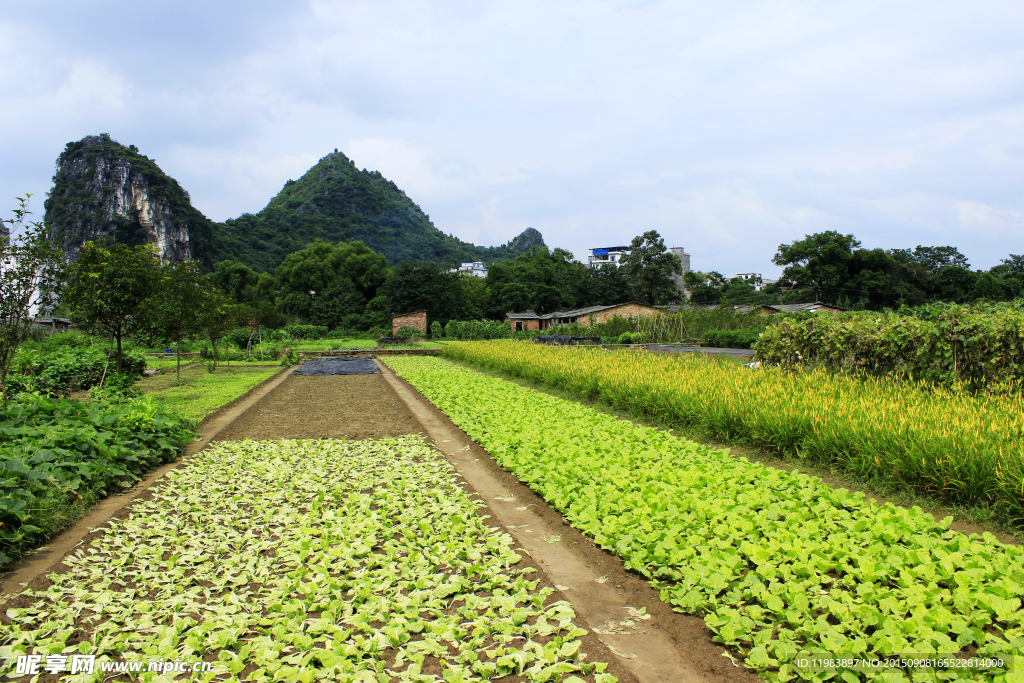 穿山蔬菜园圃