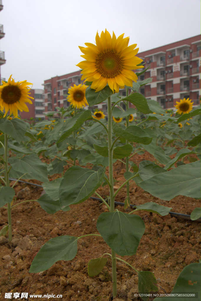 葵花