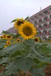 葵花