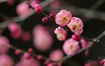 植物 桃花 樱花