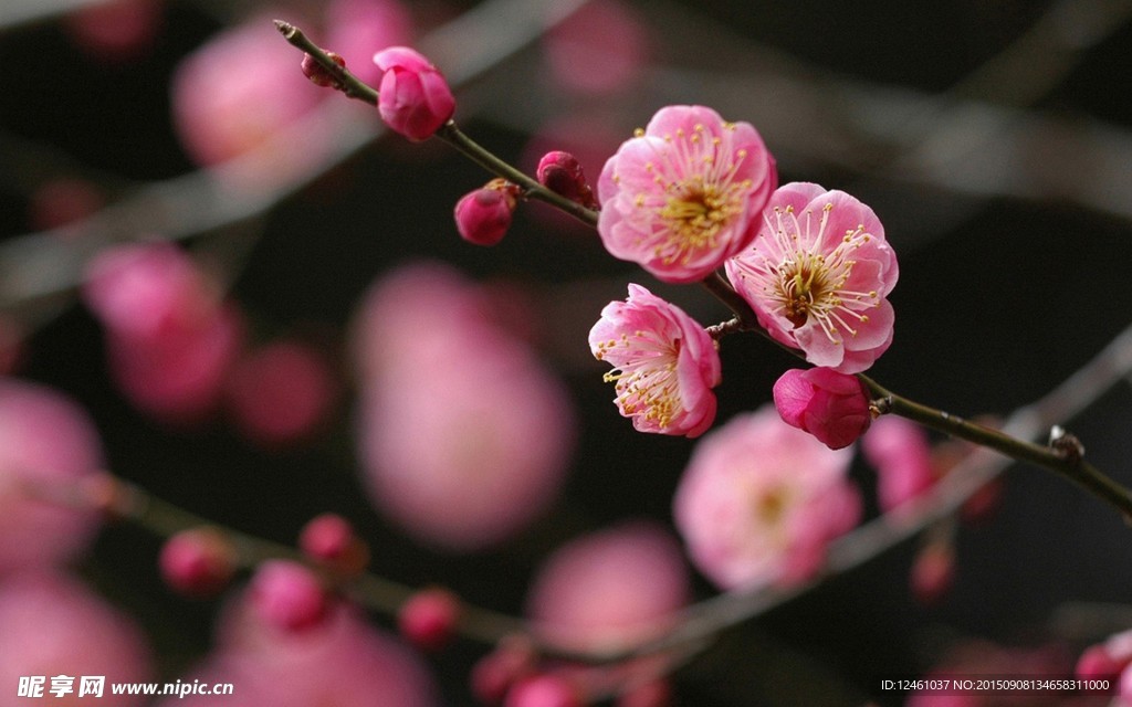 植物 桃花 樱花