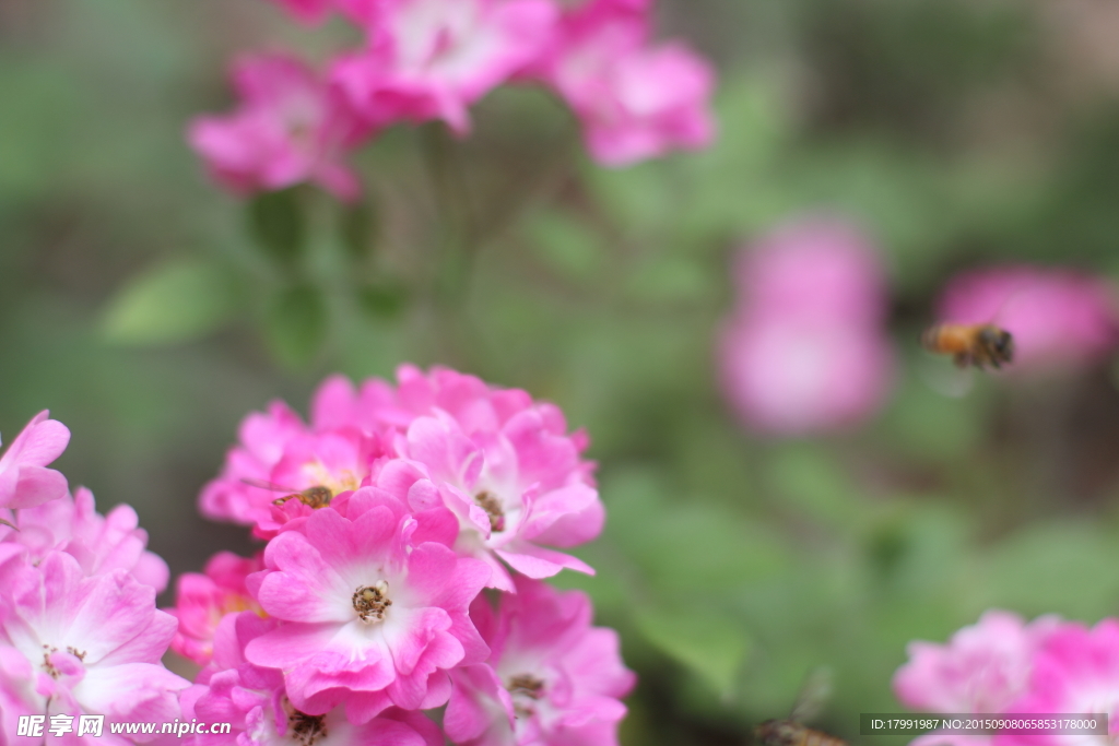 蜜蜂花朵