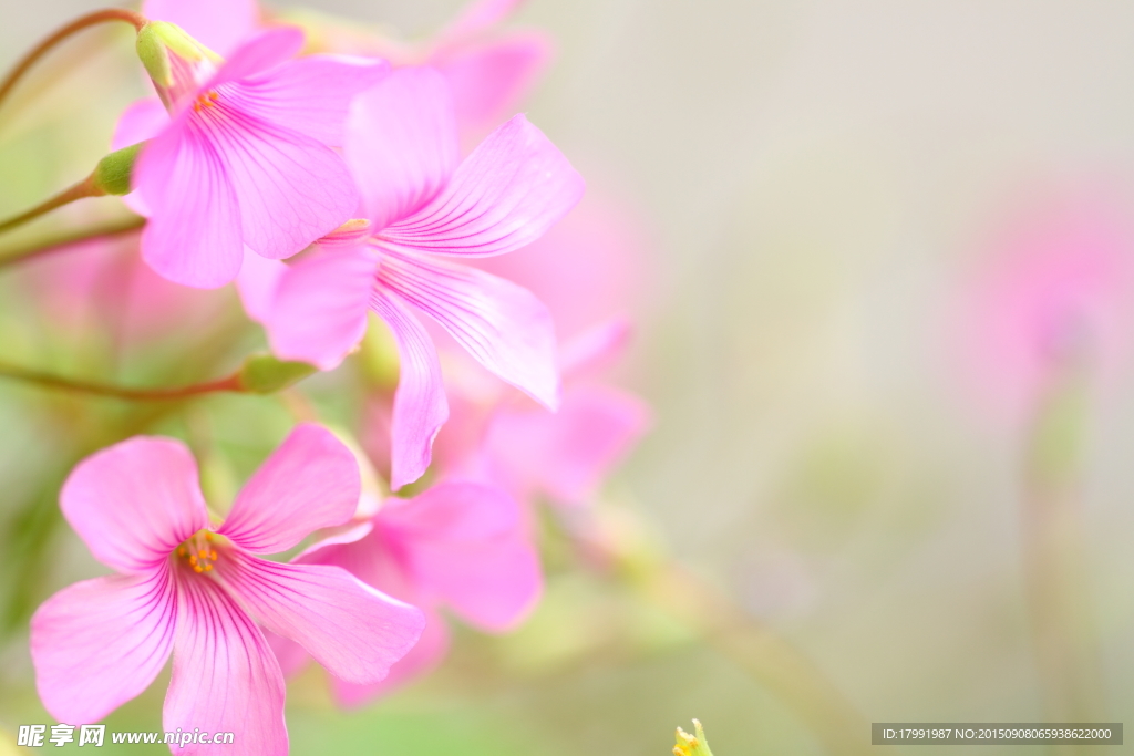 粉红小花 唯美