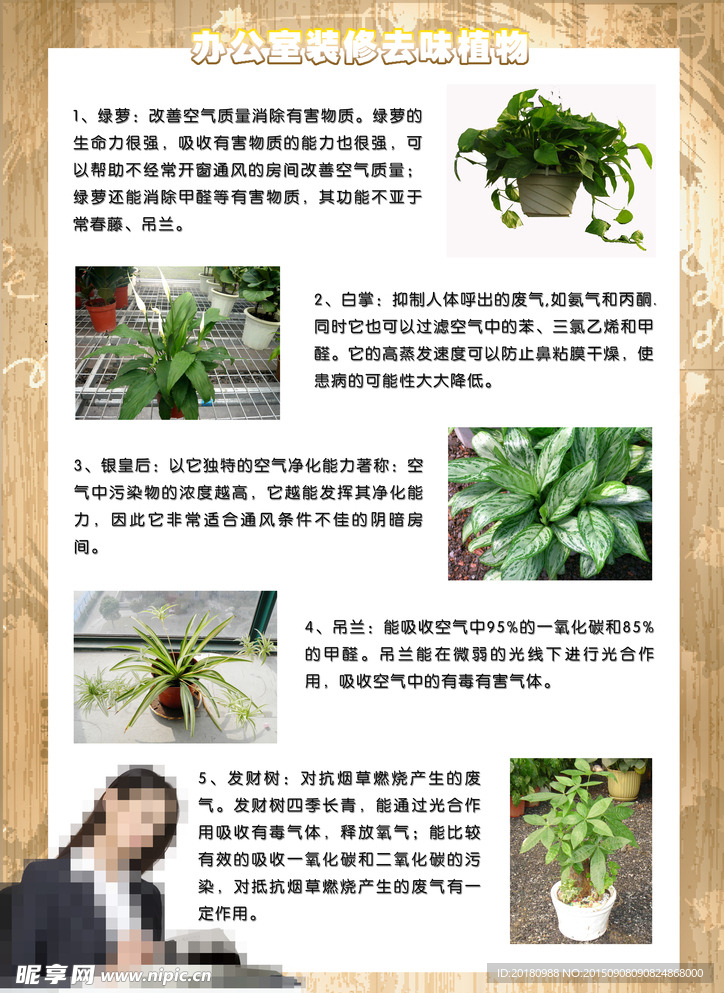 办公室植物