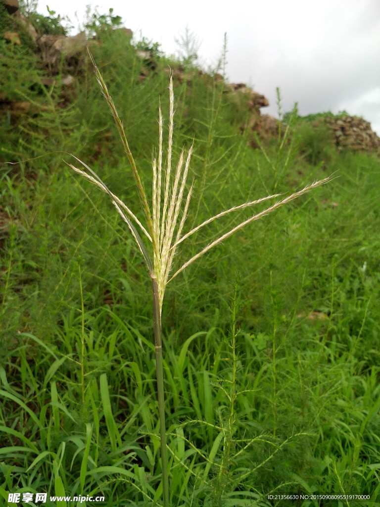 一株山草穗