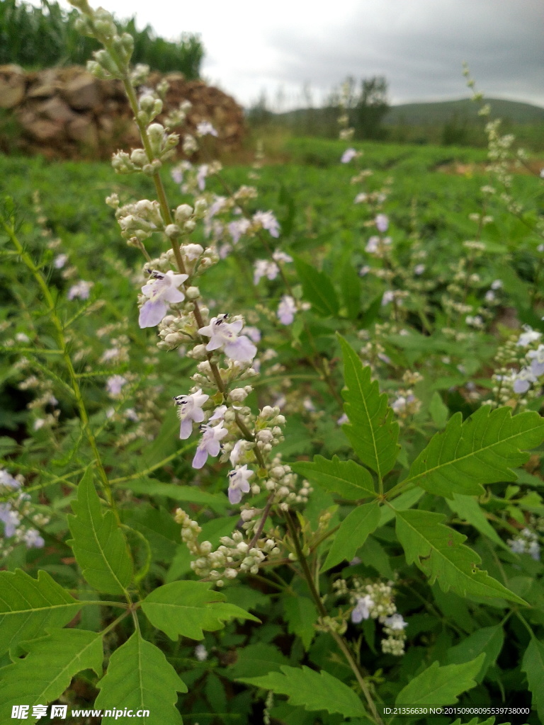 野生荆棵开花