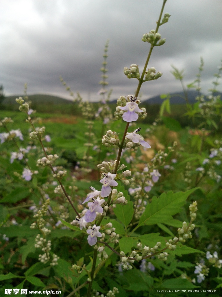 荆棵花