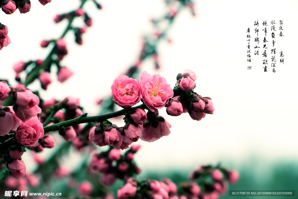 花画