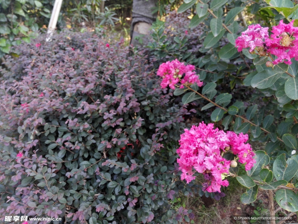 花